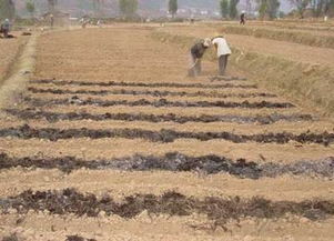 東營自走式翻堆機 有機肥翻拋的綠色環(huán)保新選擇